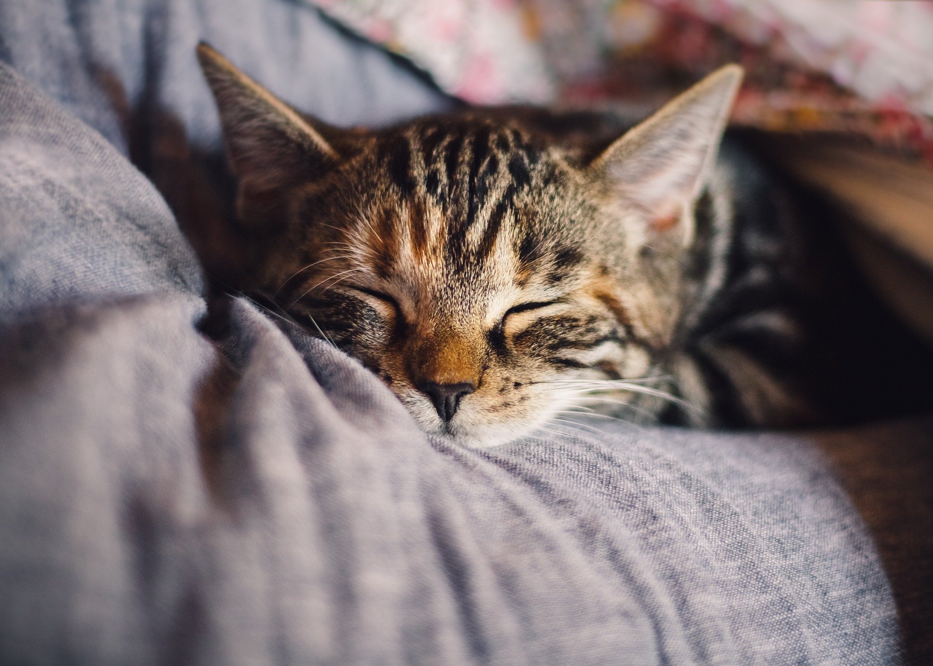 4 Simple Tricks To Sleep And Feel Better | Silvie Francisci